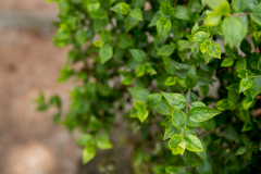 hotel_castello-9172-63 hotel_castello-9172-63